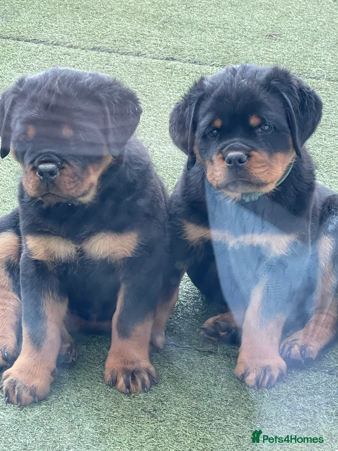 Rottweiler dogs for stud: ABSOLUTELY BEAUTIFUL KC Health Tested *FOR STUD* in Mansfield - Advert 21