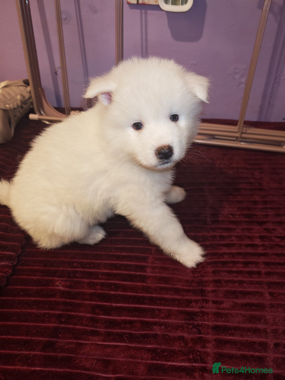 Akita dogs for sale: Akita puppys ready now  - Advert 7