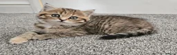 Scottish Fold cats for sale: Adorable Scottish Fold Straight Ear Tabby Kittens  - Advert 29