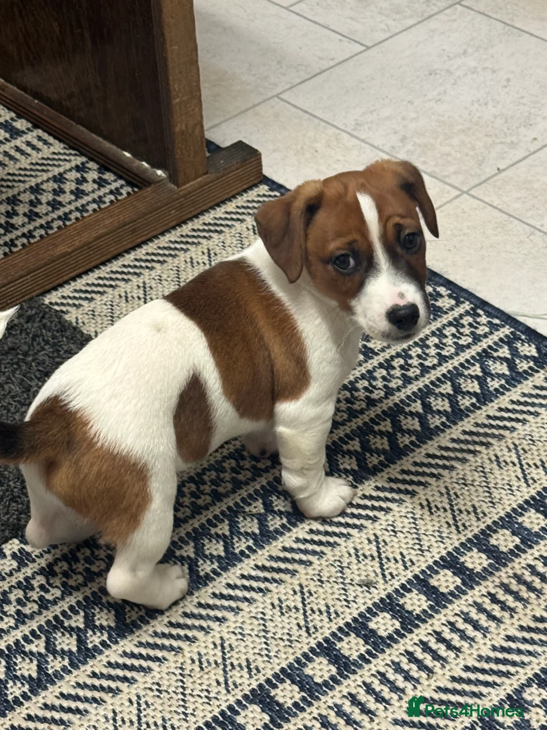 Jack Russell dogs for sale: Jack Russell Puppies - Advert 2