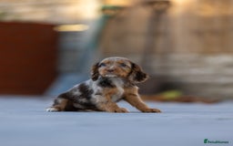 Cocker Spaniel dogs for sale: Cocker spaniel puppies  - Advert 14