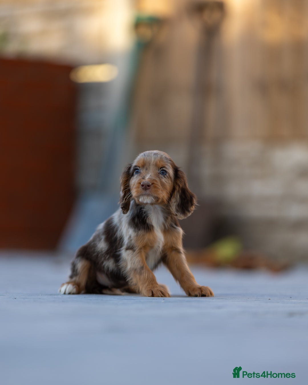 Cocker Spaniel dogs for sale: Cocker spaniel puppies  - Advert 14