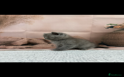 Exotic cats for sale: exotic  - Image 3