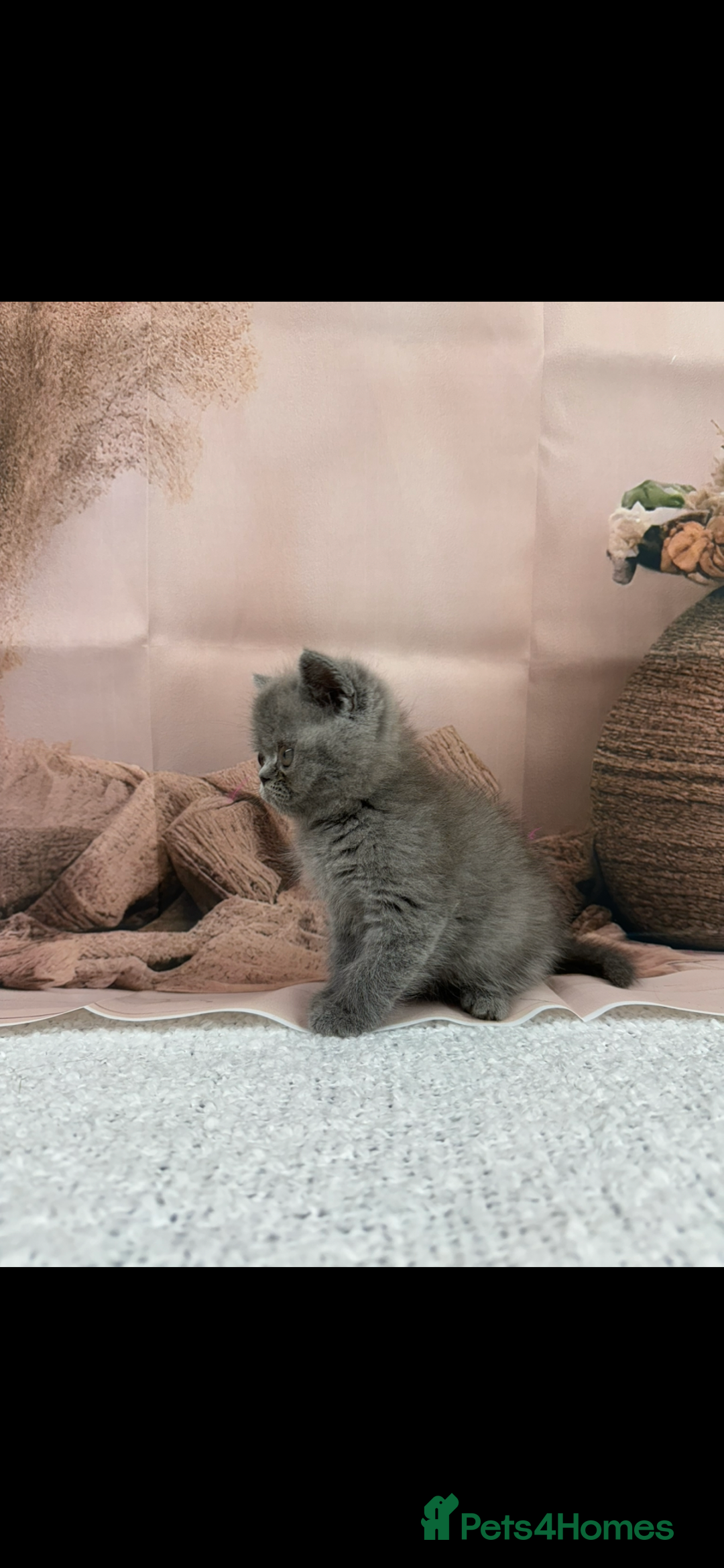 Exotic cats for sale: exotic  - Image 3