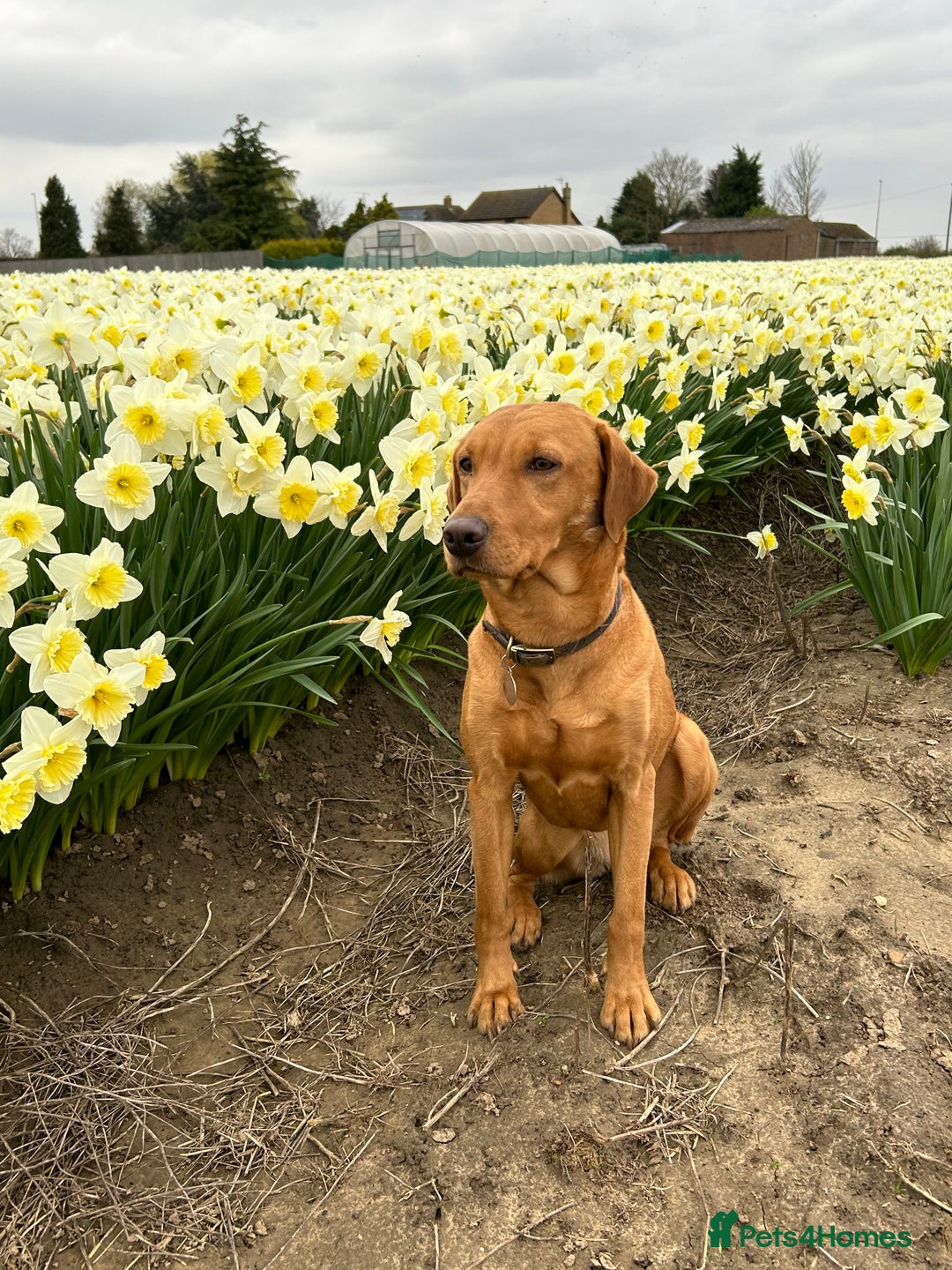 Labrador Retriever dogs for sale: Fox Red Labrador Puppies for Sale - Image 1