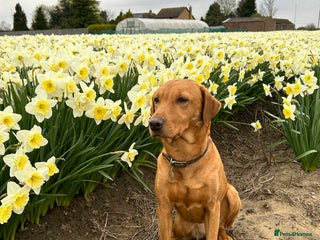 Labrador Retriever dogs - Advert 9