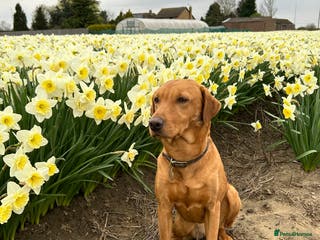 Labrador Retriever dogs Fox Red Labrador Puppies for Sale - Advert 15