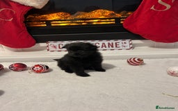 Pomeranian dogs for sale: POMERANIAN PUPPIES FOR SALE. BEAUTIFUL! - Advert 4