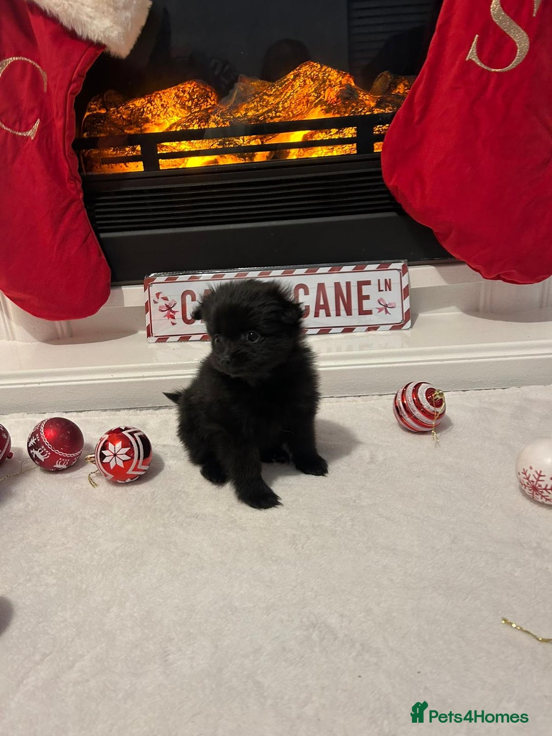 Pomeranian dogs for sale: POMERANIAN PUPPIES FOR SALE. BEAUTIFUL! - Advert 4