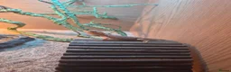 Bearded Dragon reptiles for sale: Red bearded dragon baby - Advert 3