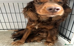 Cockapoo dogs for sale: Adorable Cockapoos looking for forever homes - Image 33
