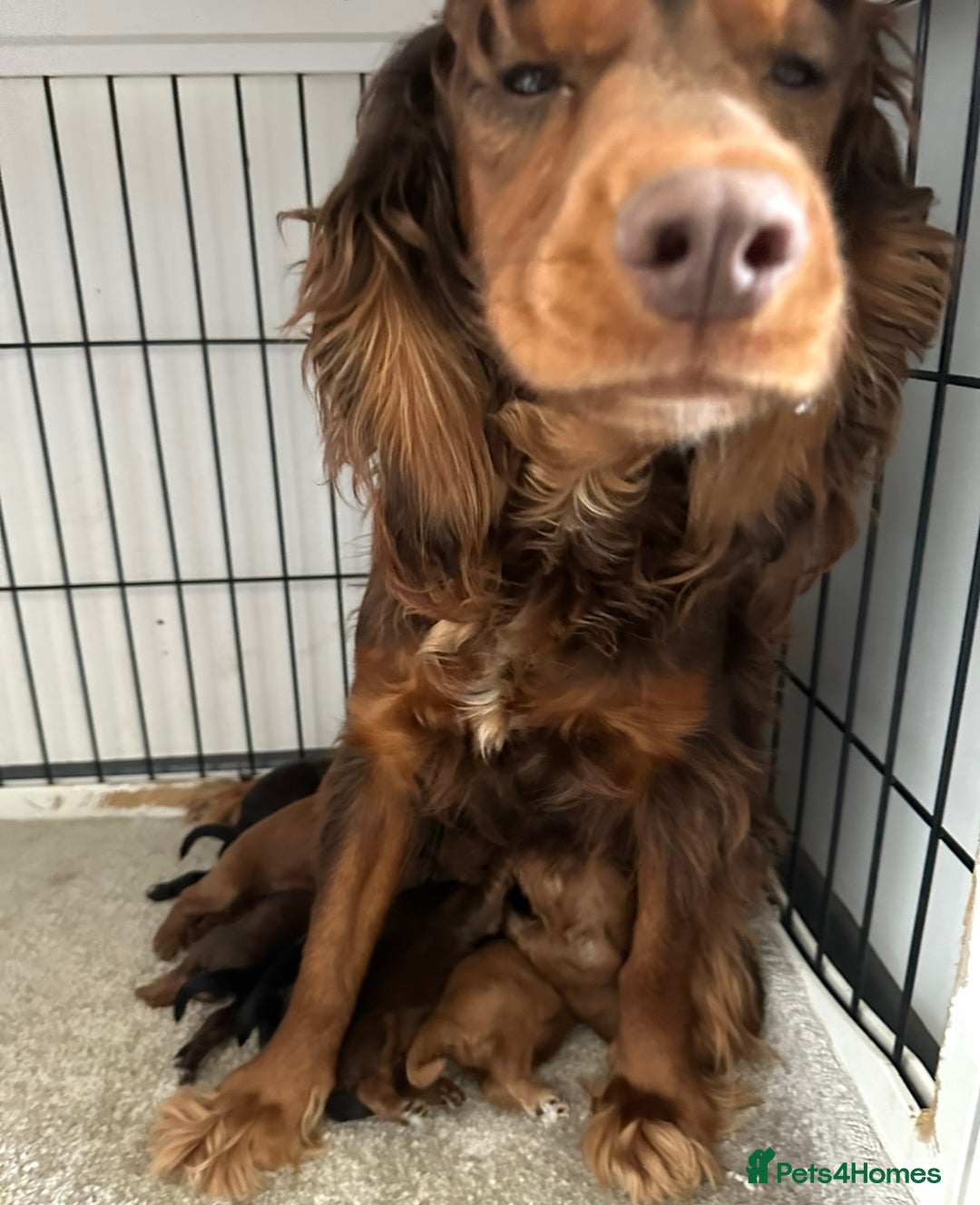 Cockapoo dogs for sale: Adorable Cockapoos looking for forever homes - Image 33