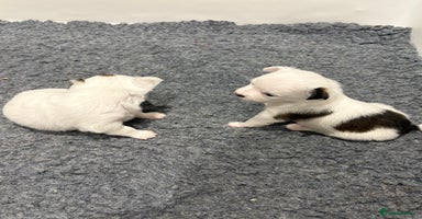 Chihuahua dogs - Advert 5