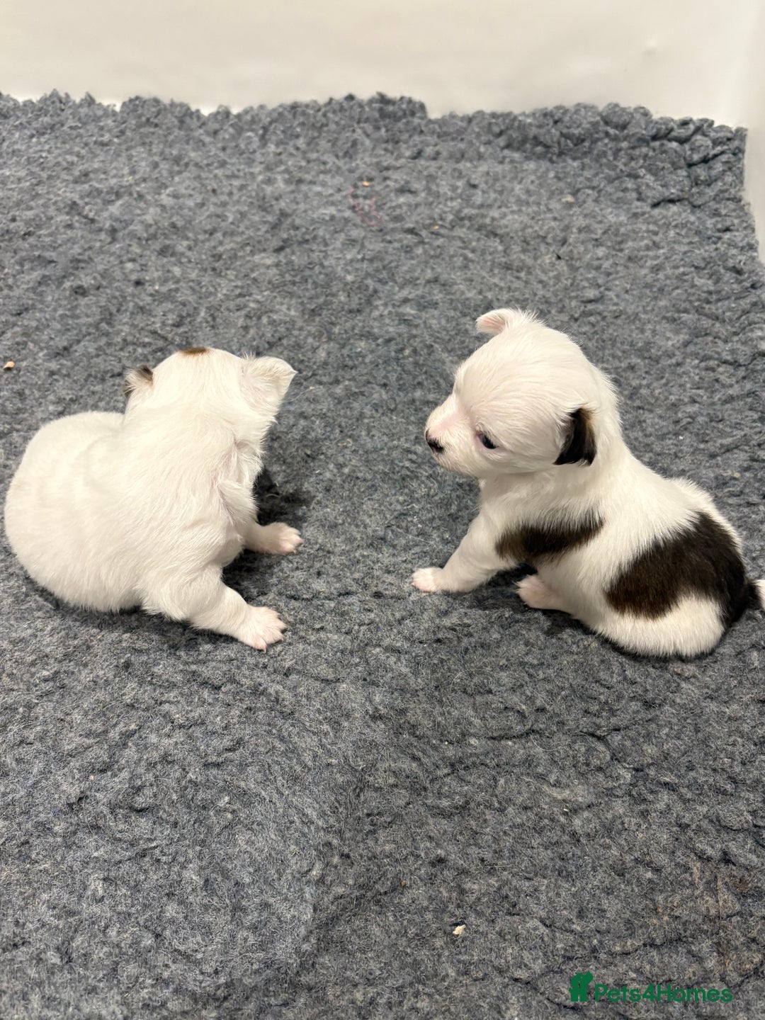 Chihuahua dogs for sale: Long haired chihuahuas  - Image 3