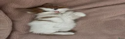 British Longhair cats for sale: 8 week old male kitten in Cambridge - Advert 3