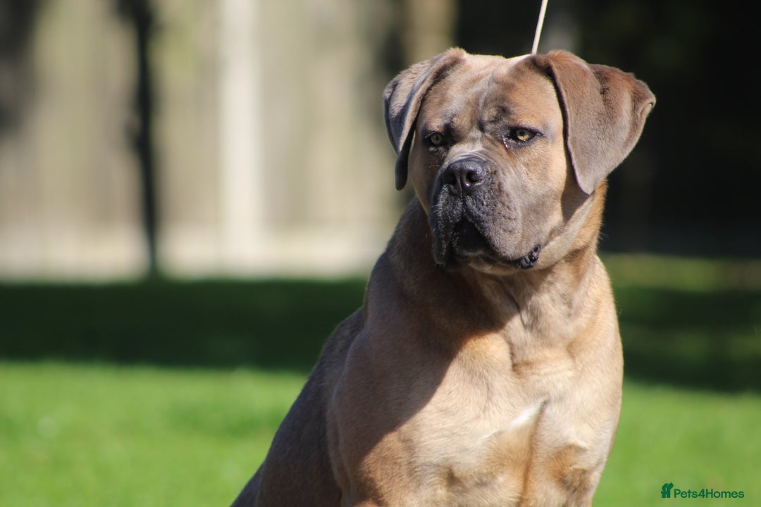 Cane Corso dogs for stud: 🧊 ANTIQUA FORTIS DA’VINCI OF PETRAANGELZ 🧊 - Image 11