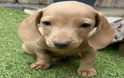Dachshund dogs for sale: Miniature Dachshund  - Image 5