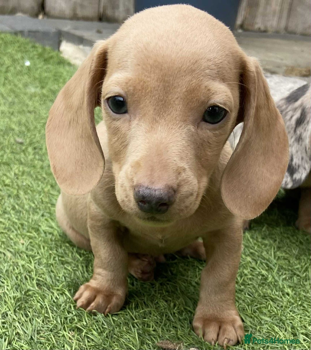 Dachshund dogs for sale: Miniature Dachshund  - Image 5