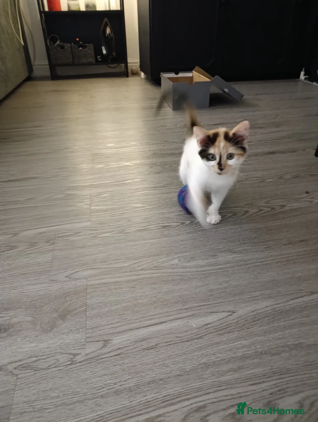 Mixed Breed cats for sale: Mini covs :D - Advert 19
