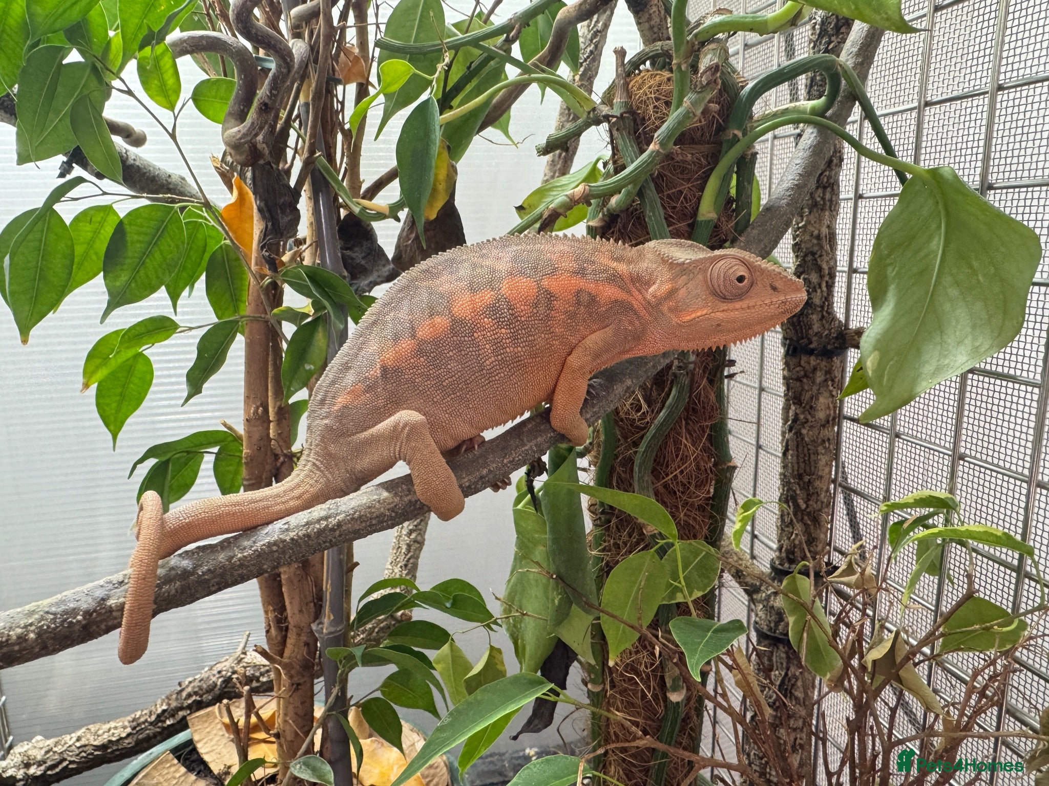 Chameleon reptiles Pair YBBB Ambilobe Panther Chameleons for sale - Advert 2