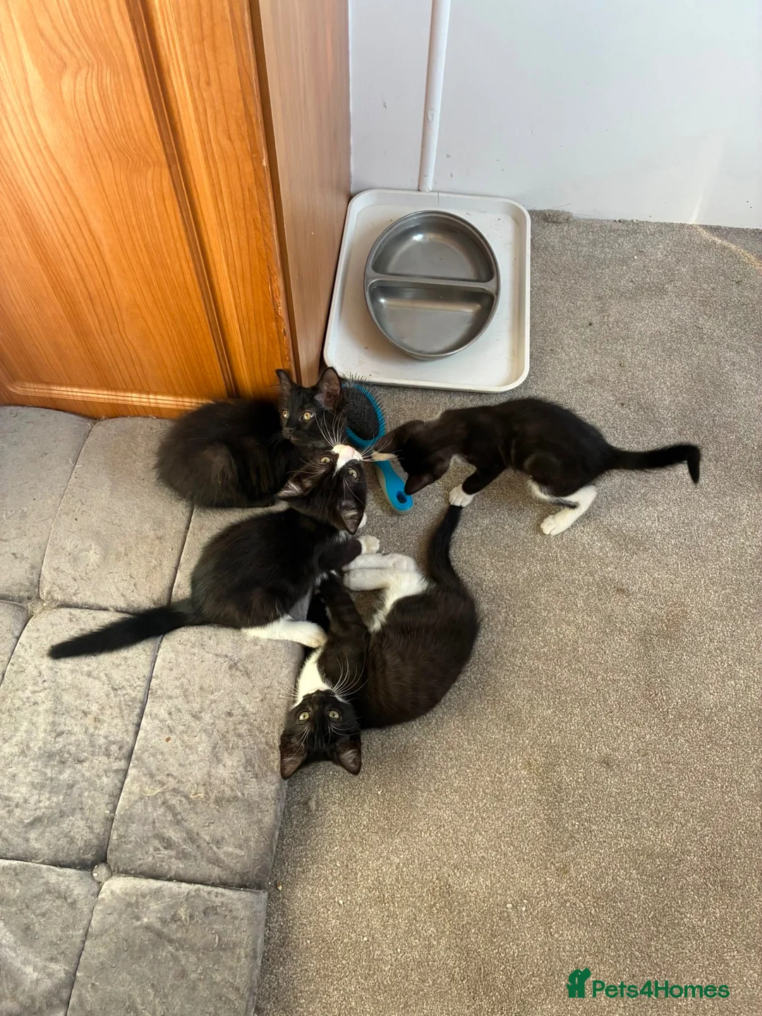Mixed Breed cats for sale: Ragdoll cross Tiger Tabby kittens in Chichester - Advert 11