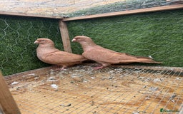 Doves birds for sale: Syrian pigeons for sale - Image 1
