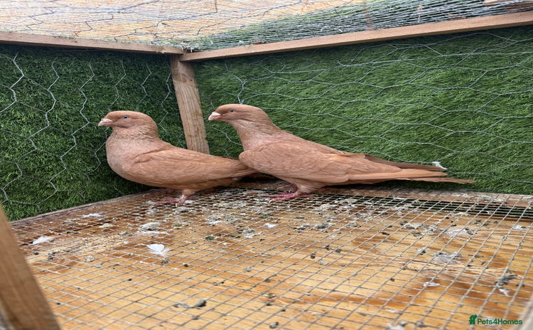 Doves birds - Advert 2