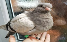 Pigeons birds for sale: Pigeons [Semi Hand-Raised] - Fancy & Racing Breeds - Image 6