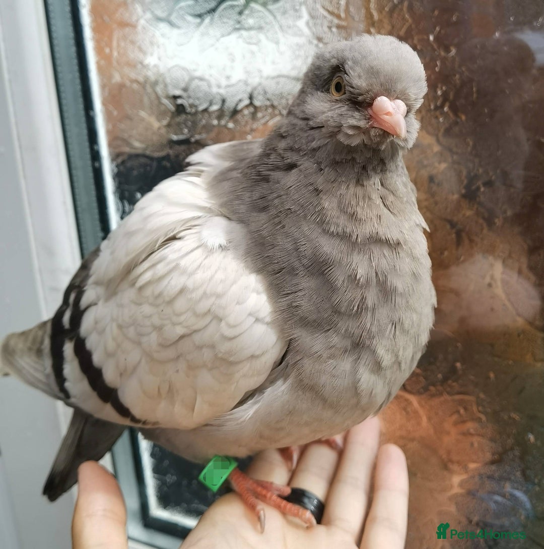 Pigeons birds for sale: Pigeons [Semi Hand-Raised] - Fancy & Racing Breeds - Image 6
