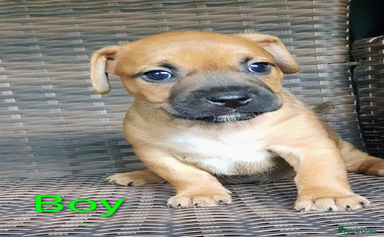 Mixed Breed dogs - Advert 6