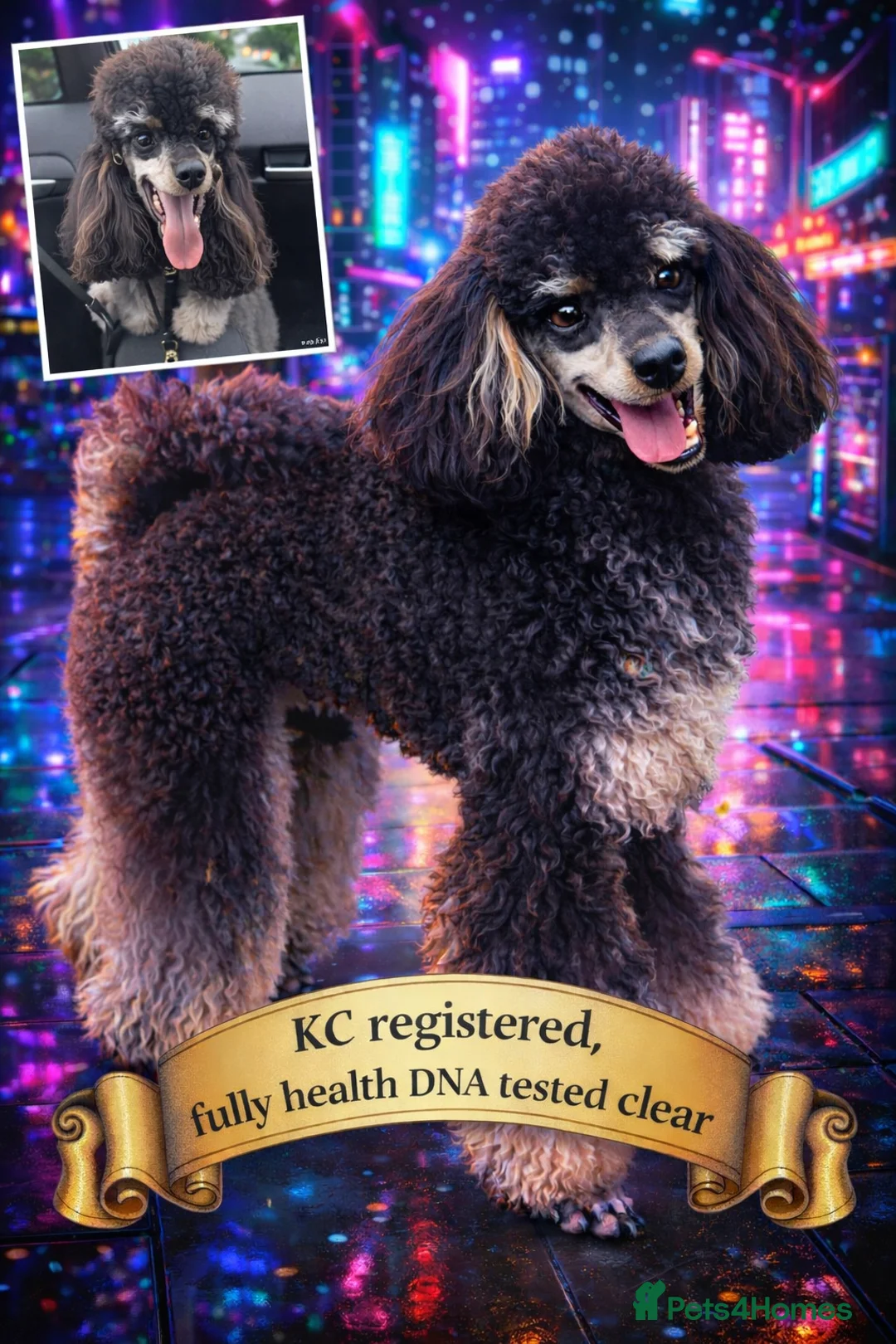 Miniature Poodle dogs for stud: Ozzie for stud only  - Advert 2