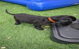 Mixed Breed dogs for sale: Cockalier puppies F1 for sale - Image 7