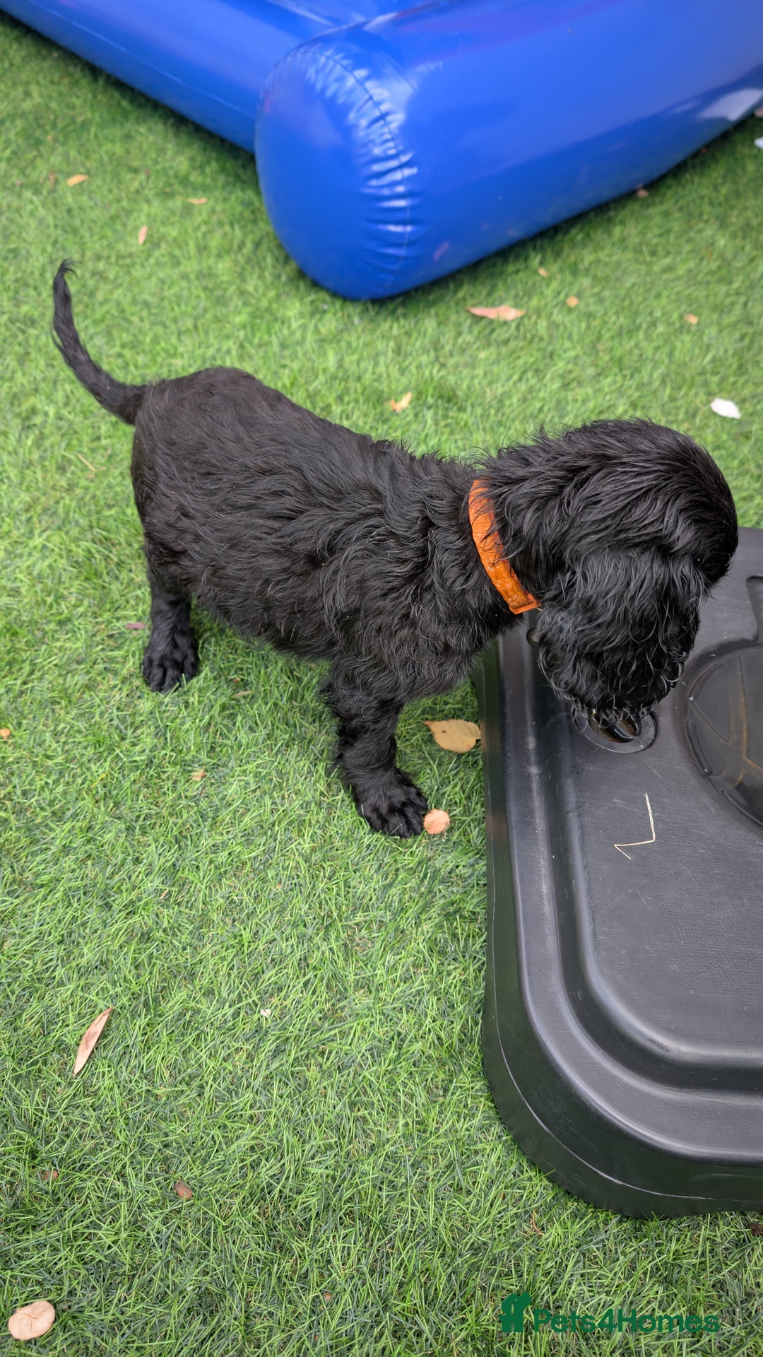 Mixed Breed dogs for sale: Cockalier puppies F1 for sale - Image 7