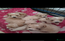 Toy Poodle dogs for stud: ‘Teddy’ KC Registered/Health tested Toy Stud in Wigan - Image 25