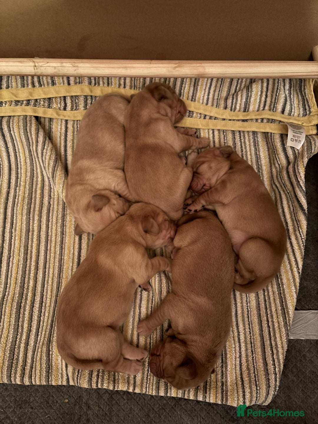 Cockerdor dogs for sale: 🐾 Cockador’s - Image 4