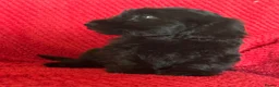 Cockapoo dogs for sale: Last little boy looking for his forever home  - Advert 3