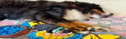 Bernese Mountain Dog dogs for sale: Beautiful Bernese Mountain Dog Puppies in Eye - Advert 16
