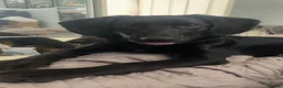 Mixed Breed dogs for sale: 7month old Sparrow the black lab ( asap )  - Advert 1