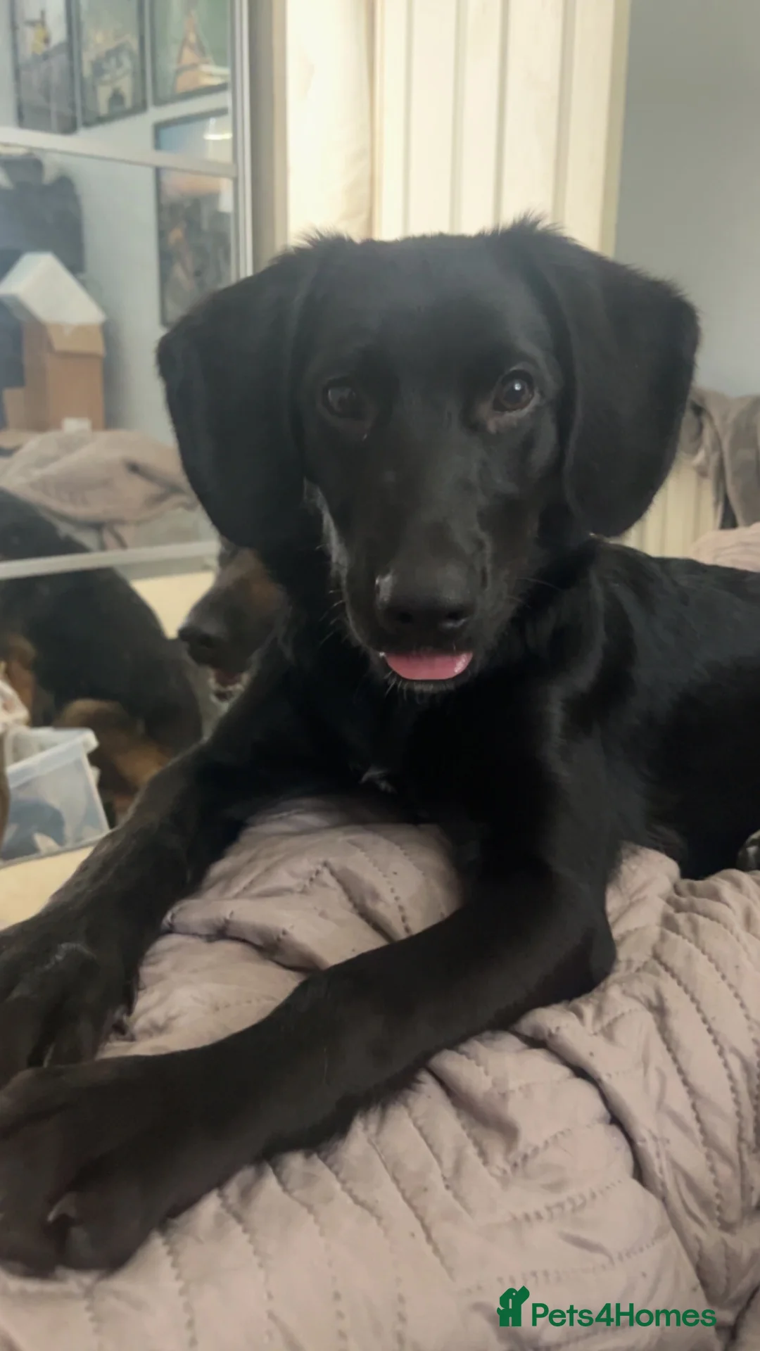 Mixed Breed dogs for sale: 7month old Sparrow the black lab ( asap )  - Advert 1