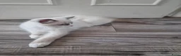 Ragdoll cats for sale: 2 nice 3 months kittens looking for new homes - Advert 9