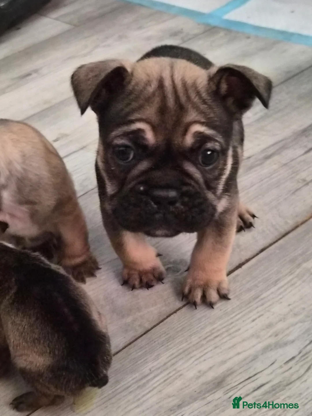Mixed Breed dogs for sale:  Female Hybrid Bulldog Pups - Advert 16