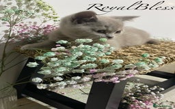 British Shorthair cats for sale: 👑ROYALBLESS STUNNING LILAC BRITISH SHORTHAIR  - Image 21