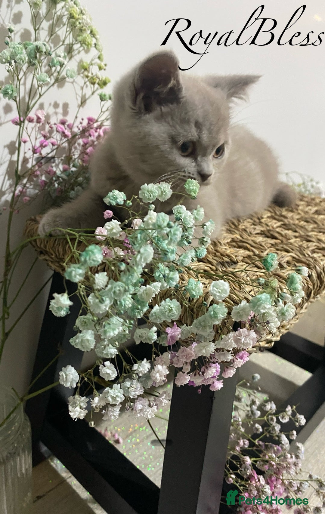 British Shorthair cats for sale: 👑ROYALBLESS STUNNING LILAC BRITISH SHORTHAIR  - Image 21
