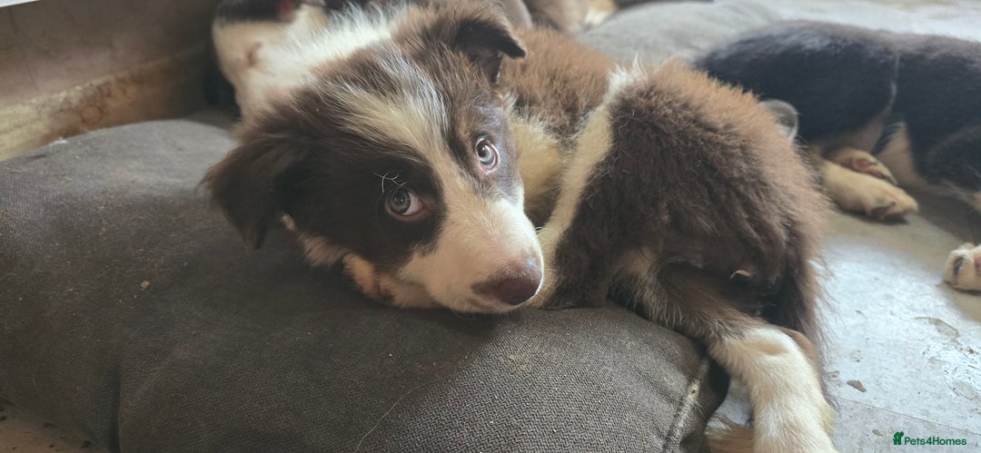 Border Collie dogs for sale: 9 border collie pups  - Image 21