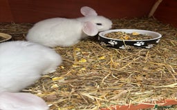 Netherland Dwarf rabbits for sale: Stunning blue eyed white mini lop  - Image 2