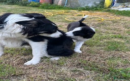 Border Collie dogs for sale: BORDER COLLIE PUPS 1 BOY LEF - Image 8