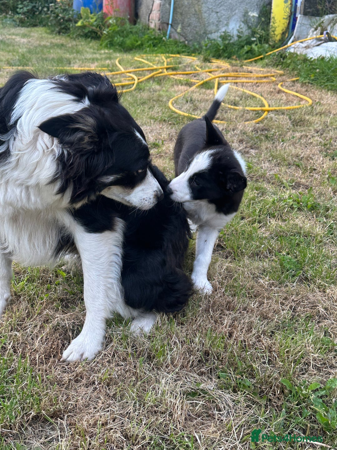 Border Collie dogs for sale: BORDER COLLIE PUPS 1 BOY LEF - Image 8