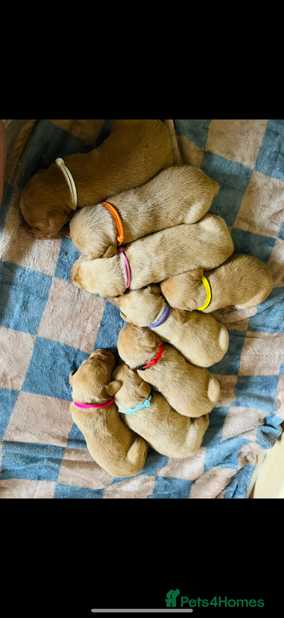Labrador Retriever dogs for sale: Fox Red Labrador Retriever–Expected September 2025 - Image 4