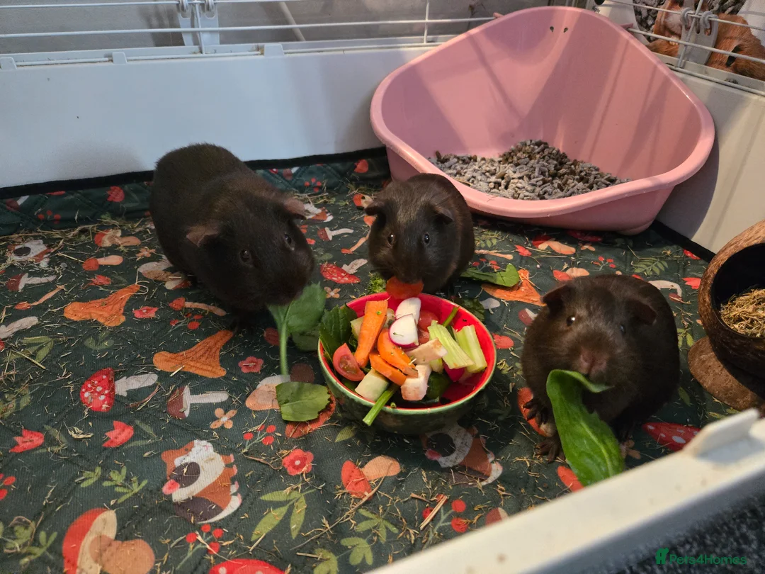 Guinea Pig rodents for sale: Baby guinea pigs in Southampton - Advert 8