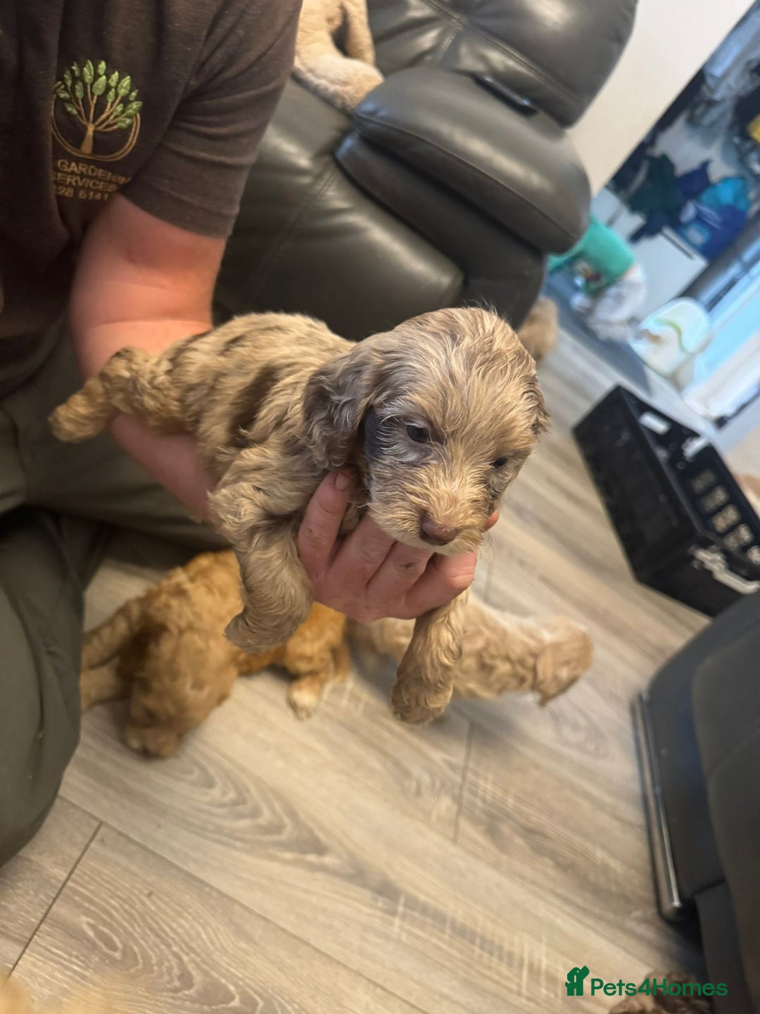 Cockapoo dogs for sale: Cockapoo  - Image 5
